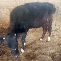 دو عدد گاو|حیوانات مزرعه|دهدشت, |دیوار