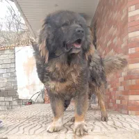 سگ قفقازی|سگ|کوهسار (البرز), |دیوار