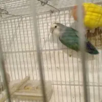 کوتوله گم شده