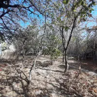 ۳۸۱ متر بر جزایری/با بنای قدیمی/کنتور برق/