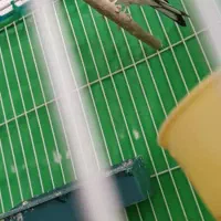 سلام یک عدد وسهره ماده|پرنده|کرمان, |دیوار