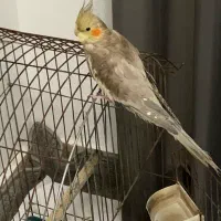 طوطی عروس هلندی