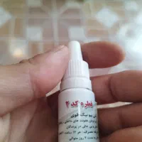کبوتر پلاکی|پرنده|تبریز, |دیوار