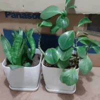 گل طبیعی سانسوریا کاکتوس (هدیه روز مادر)|گل و گیاه طبیعی|اراک, |دیوار