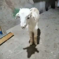 کهره ماده|حیوانات مزرعه|چغادک, |دیوار