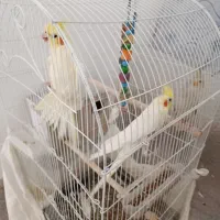 قیمت ۵۰۰۰۰۰۰