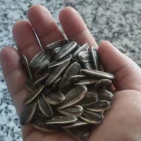 تخمه افتابگردان امسالی