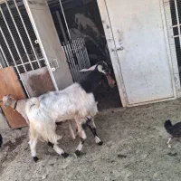 بز بزغاله چپش نرقدبلند