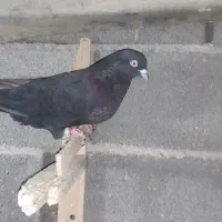 سیاه آبادانی نر