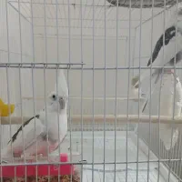 عروس هلندی مولد دوکت