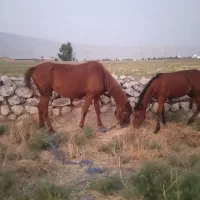 مادیون عرب با کره|اسب و تجهیزات اسب‌سواری|اهواز, فاز ۲ پادادشهر|دیوار