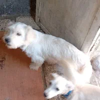 سگ اشپیتز و شتیزو|سگ|مشهد, بهمن|دیوار