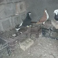 خوشرنگ|پرنده|برازجان, |دیوار