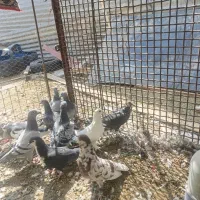 کبوتر همه نا بلد|پرنده|زاهدان, |دیوار