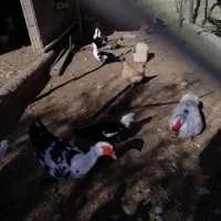 اردک روسی|حیوانات مزرعه|شیراز, آبیاری|دیوار