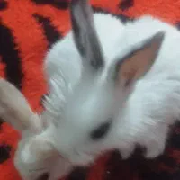 بچه خرگوش|موش و خرگوش|بم, |دیوار