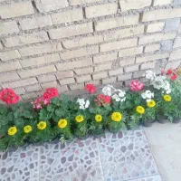 گل شمعدانی و جعفری و اطلسی