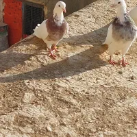 طوقی|پرنده|قروه, |دیوار