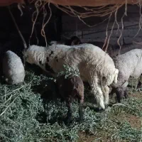 بره نر برا دیگ نذر
