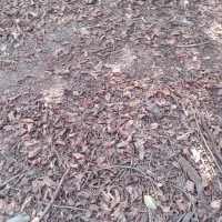 جوجه بوقلمون