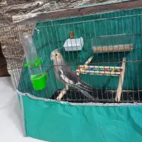 طوطی عروس هلندی با قفس