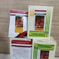 بذر گوجه با۴۰درصدپیش پرداخت