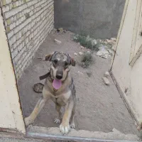 واگزاری سگ پژدر