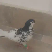 کبوتر (کفتر)  افشون. دم سفید|پرنده|مشهد, ادیب نیشابوری (شهرک غرب)|دیوار