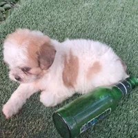 توله شیتزو تری کالر سوپر فلت|سگ|هادی شهر, |دیوار