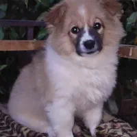 واگذاری توله سگ فیندو پاکوتاه اصیل|سگ|نوبران, |دیوار