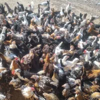 جوجه مرغ وخروس اصل گلین|حیوانات مزرعه|سیرجان, |دیوار