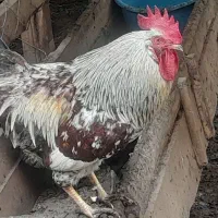 مرغ وخروس محلس