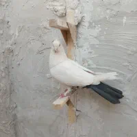 کبوتر دمبی و سینه‌ای