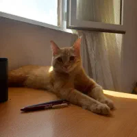 واگذاری گربه|گربه|ساری, |دیوار