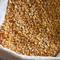 ذرت برزیل در هرسین