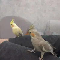 عروس هلندی نر و ماده|پرنده|شهرضا, |دیوار