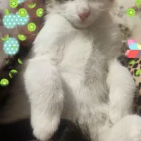 گربه|گربه|سراب, |دیوار