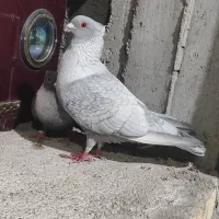 کبوتر موش طوق سفید درجه 1