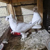 کبوتر|پرنده|زیباشهر, |دیوار