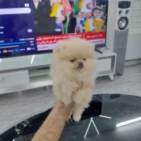 پامرانین خرسی توله و مولد پامر نر ماده پشمکی