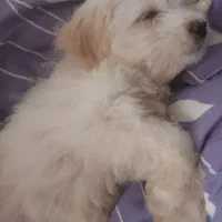 شیتزو بازیگوش و شیطون