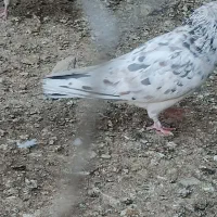 نر هفت رنگ|پرنده|هیرمند, |دیوار