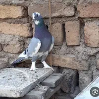 کفتر گرفتنی