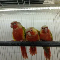 طوطی گرینچیک سرلاکی در رنگ های کلکسیونی