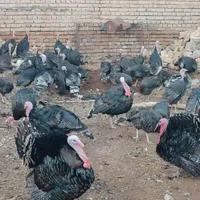 جوجه بوغلمون و بالغ|حیوانات مزرعه|تربت‌حیدریه, پایانه مسافربری تربت حیدریه|دیوار