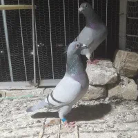 کفتر المانی پلاکی جانسون مولر سارتخت|پرنده|رضویه, |دیوار