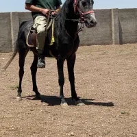 اسب نریان سه ساله