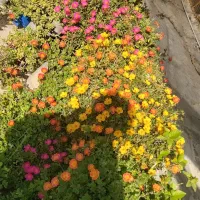 فروش انواع گلهای طبیعی|گل و گیاه طبیعی|بندر گناوه, |دیوار