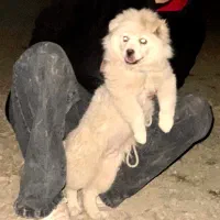 سگ پامر