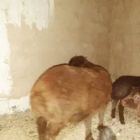 نر بره قربانی